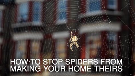 How To Keep Spiders Out Of Your Home The Independent The Independent