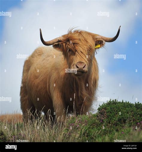 Female bull cow hi-res stock photography and images - Alamy