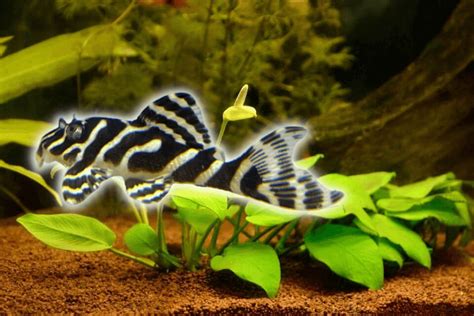 Leopard Frog Pleco Care Tank Setup Tankmates Feeding And More