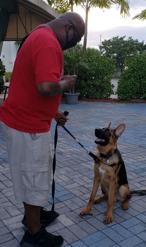 Are you ready to unlock the full potential of your furry companion? - Dog Obedience Training Near Me