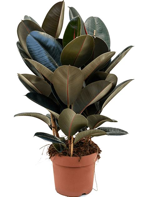 Ficus Elastica Rubber Plant Ascend Plant Displays