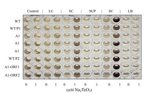 Cell-free tellurite reduction assay. Assay includes solubilized cells ...