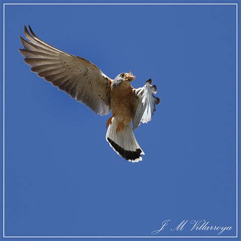 IMG 104293cvm Cernícalo primilla Lesser Kestrel Falco Flickr