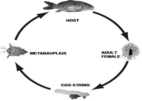 General life cycle of Argulus (from Walker, 2008). | Download ...