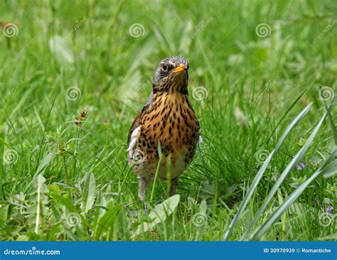 Thrush In Grass Stock Image Image Of Sitting Animal 30970939