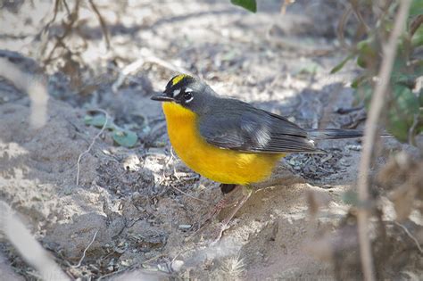 Fan Tailed Warbler Pictures And Photos Photography Bird Wildlife