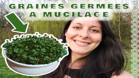 FAIRE GERMER DES GRAINES A MUCILAGE YouTube