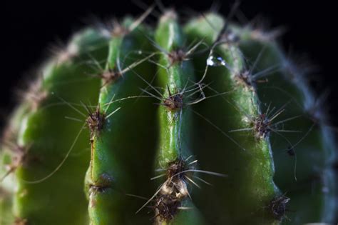 Eating Cacti Is The Newest 2018 Food Trend