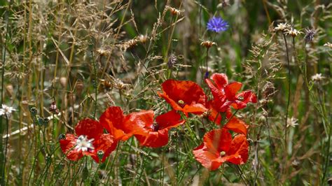 Kostenlose Foto Natur Gras Bl Hen Wiese Pr Rie Sommer Rot