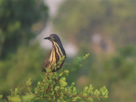 Uganda Birding Holidays