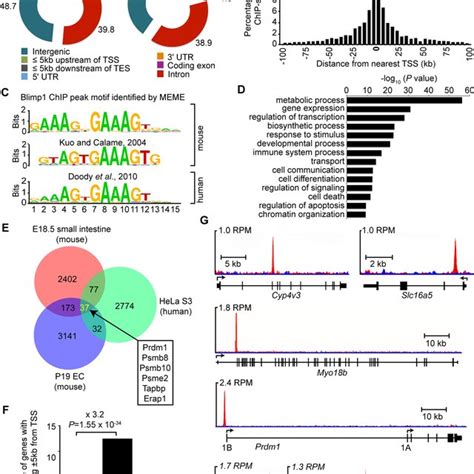 Chip Seq Analysis Of Genome Wide Irf1 Binding Sites In E185 Small