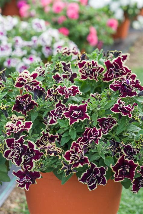 Petunia Tumbelina Superstar Kwiaty Balkonowe