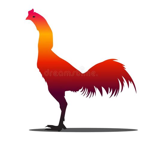 Gallo Silueta Del Gallo En El Fondo Blanco Stock de ilustración