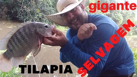 COMO TROCAR A LINHA NA PESCARIA PARA SEGURAR A TILAPIA GIGANTE SELVAGEM