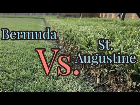 Two Rows Of Grass With The Words Bernunda And St Augustine