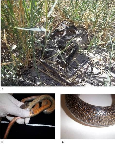 Photographs Of Live Snake Collected From Al Mashkhab District Najaf