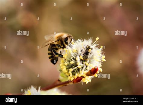 A Bee At The Pussy Willow Stock Photo Alamy