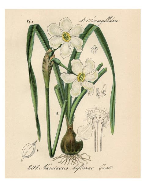 Narcissus Drawing At Explore Collection Of