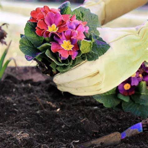 Примула или первоцвет — красивое растение в саду — Ботаничка