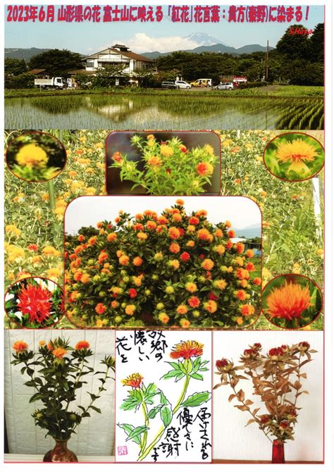 山形県の花｢紅花｣の「花言葉：貴方色に染まる｣～今年も咲かせ届けた～ 秦野山形県人のブログ