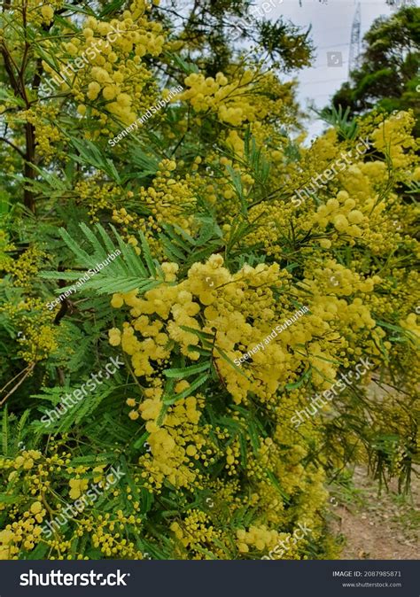 47 Sydney Golden Wattle Tree Images Stock Photos And Vectors Shutterstock