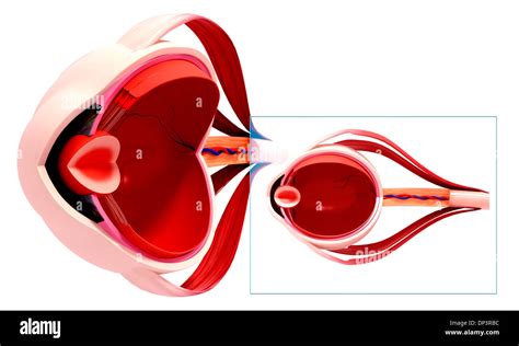 Músculo Del Ojo Imágenes Recortadas De Stock Alamy