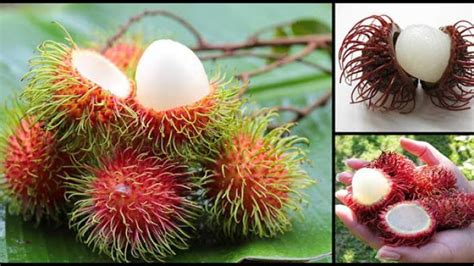 11 Manfaat Buah Rambutan Bagi Kesehatan Cegah Kenaikan Berat Badan