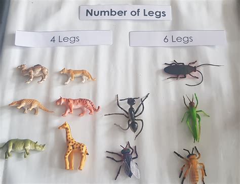 Animal Classification Number Of Legs Sg