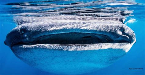 Whale Shark Teeth: The Intriguing Adaptations of the World's Largest Fish