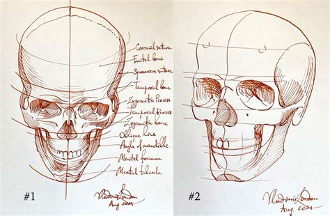 Skull Drawing Angle View