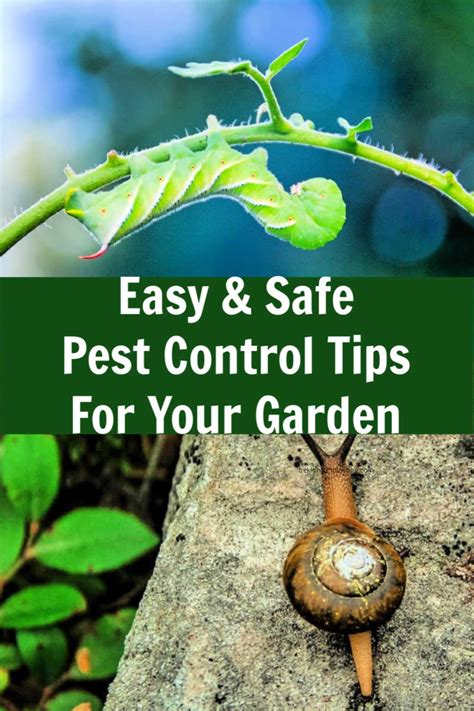 Easy Safe Pest Control Tips For Your Garden You Can Use All Summer