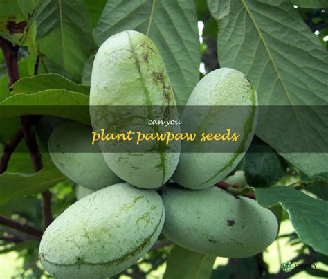 Growing A Delicious Fruit Insights Into Planting Pawpaw Seeds For A