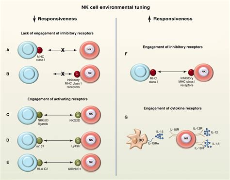 Innate Or Adaptive Immunity The Example Of Natural Killer Cells Science