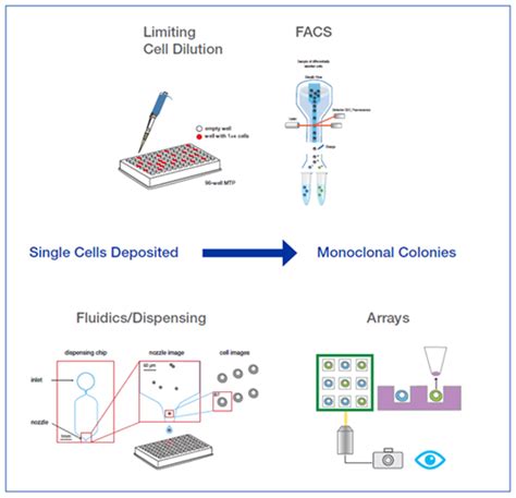 Monoclonal Cell Line Development What Method Should You Use Cell