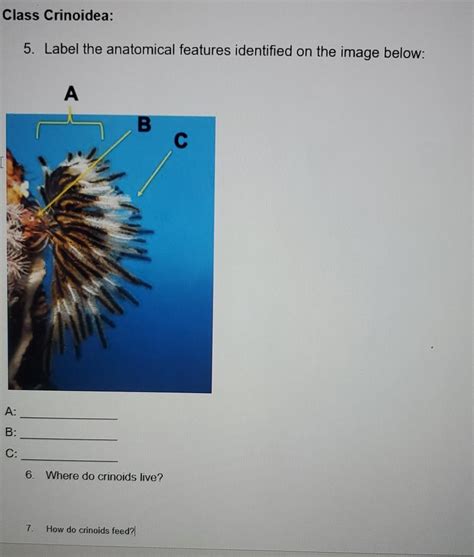 Solved Class Crinoidea: 5. Label the anatomical features | Chegg.com