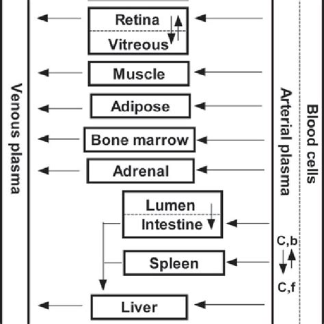 Schematic Diagram Of Pbpk Model For Nutlin 3a In Mice Cb Bound Drug