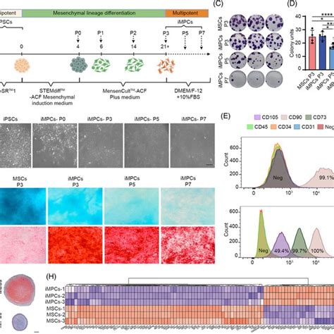 Generation And Characterization Of Impcs Derived From Human Ipscs A