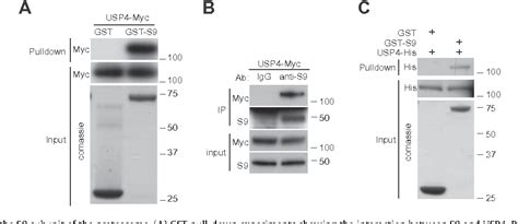 Figure From The Ubiquitin Specific Protease Usp Interacts