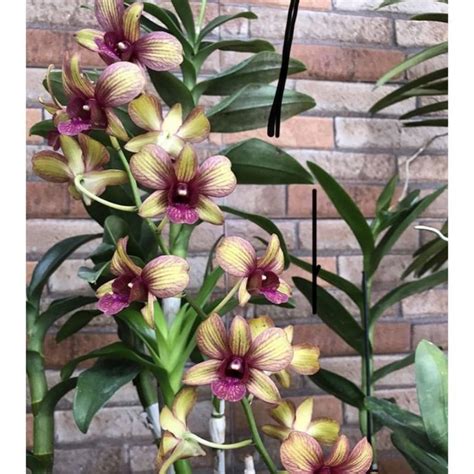 Jual ANGGREK DENDROBIUM PURPEL DRAK Sudah Knop Spike DENDROBIUM