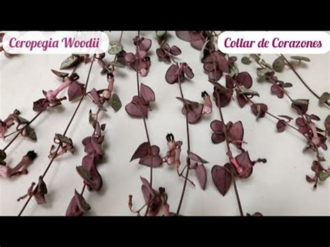 Ceropegia Woodii Como Cuidarla Y Reproducirla Collar De Corazones