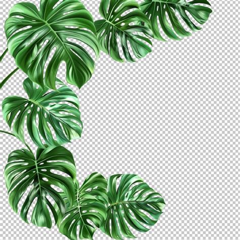 Premium PSD Monstera Deliciosa Tropical Leaf Isolated