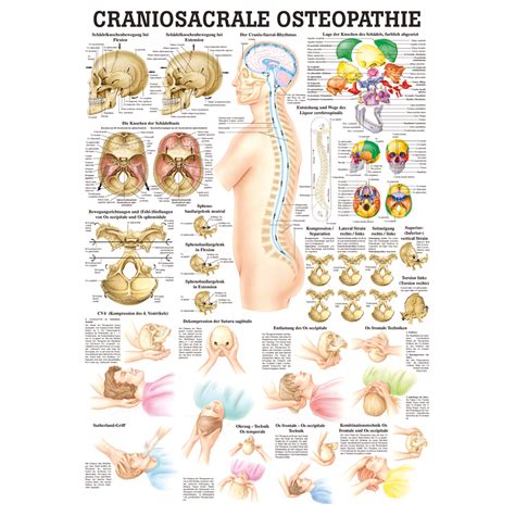 Lehrtafeln Produkte F R Physiotherapie