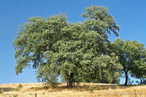 Los Secretos De La Encina Quercus Ilex Vive La Naturaleza