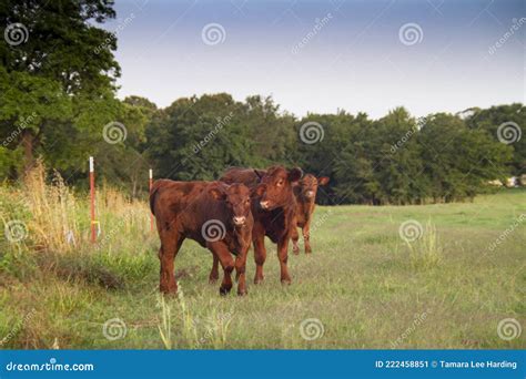 Red Angus Cow With Calves Stock Photography | CartoonDealer.com #31256012