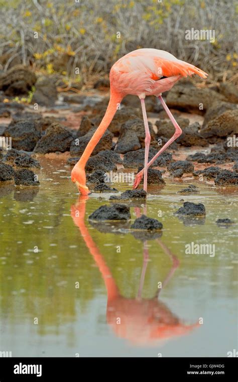 Greater Flamingo Phoenicopterus Roseus Galapagos Islands National