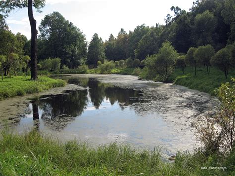 Красное Село. Пруд в нижнем дворцовом парке. | Красносельский район ...
