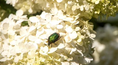 How To Plant Grow And Care For Limelight Hydrangeas