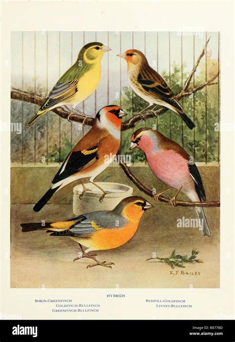 Canaries, hybrids, and British birds in cage and aviary Stock Photo - Alamy