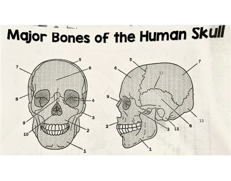 Major Bones of the Human Skull Identification Quiz