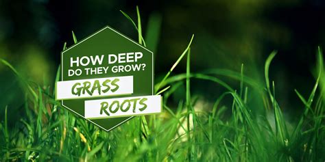 How Deep Do Grass Roots Grow [explained ] Grow Your Yard